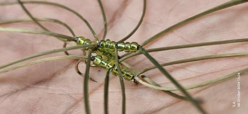 Olive apps worm - x, fly