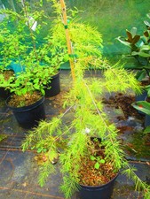 3ft  (inc. pot) Evergreen