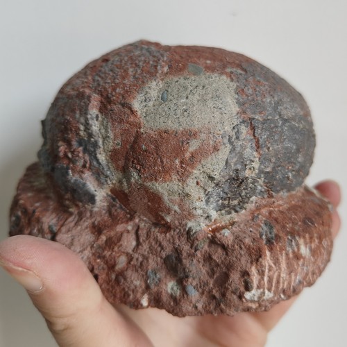 Dinosaur egg fossil specimen - fossil,