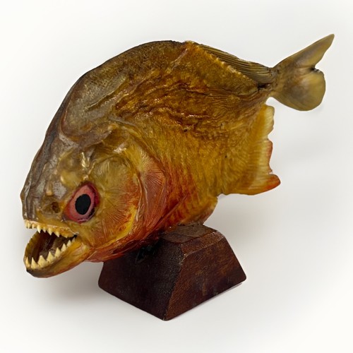 Vintage piranha taxidermy - vintage,