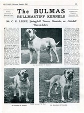 BULLMASTIFF DOG BREED KENNEL ADVERT PRINT PAGE BULMAS OUR DOGS 1949