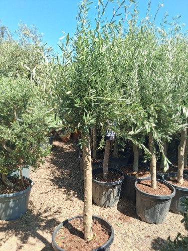 European olive tree - european,