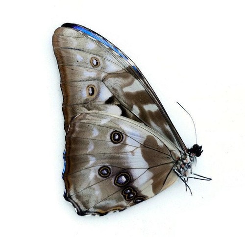 Dried morpho cypris - , butterfly