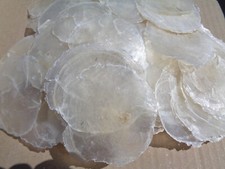 50 X SMALL CAPIZ SHELLS 5 - 7