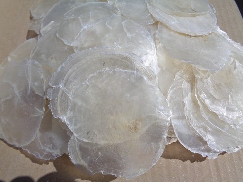 200 small capiz shells - small, 7