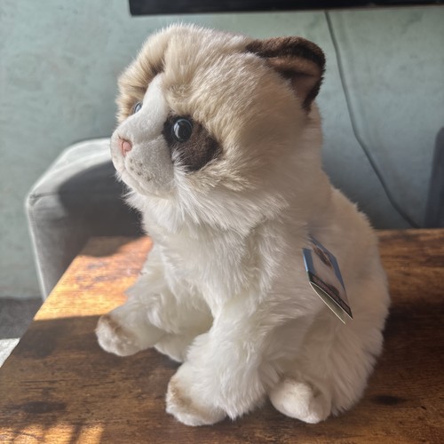 Ragdoll cat fine - fine, faithful