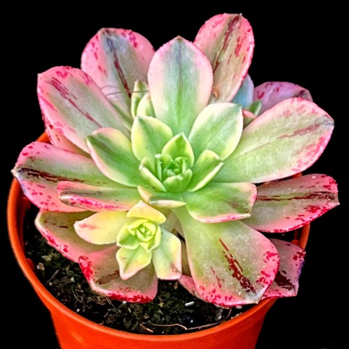 Aeonium sweet tea - aeonium, tea'