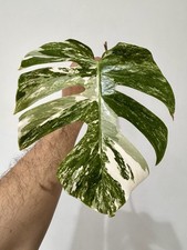 Variegated Monstera Albo