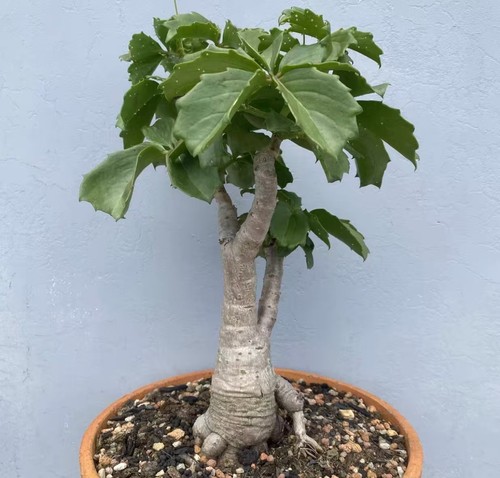 Pot 20cm cyphostemma quinatum - 20cm,
