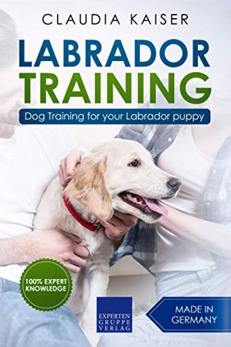 Labrador training dog - labrador, training: