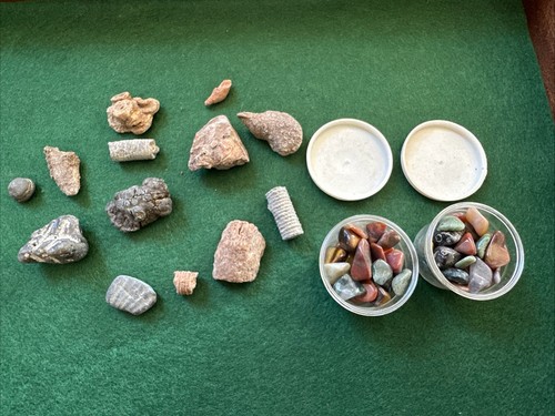 Selection various fossil - of,