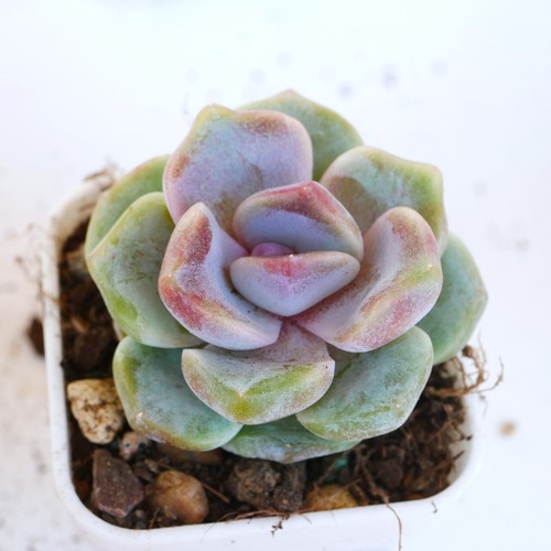 Echeveria taro cake 5cm plant - cake,
