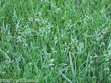 TALL Fescue Grass seed lawn seed  Amenity type 50g to 5kg Seeds