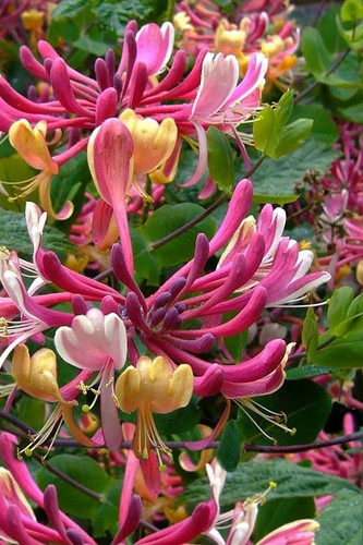 Lonicera periclymenum - lonicera,