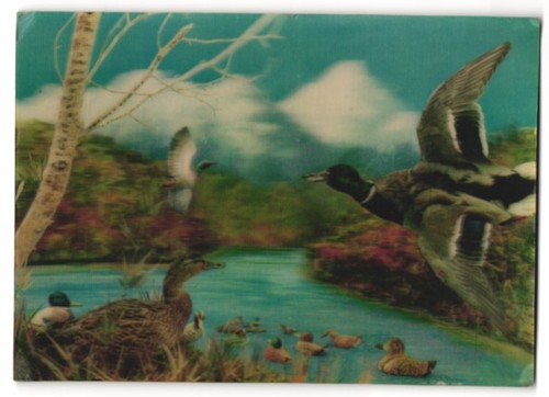 Postcard ducks the pond - ducks,