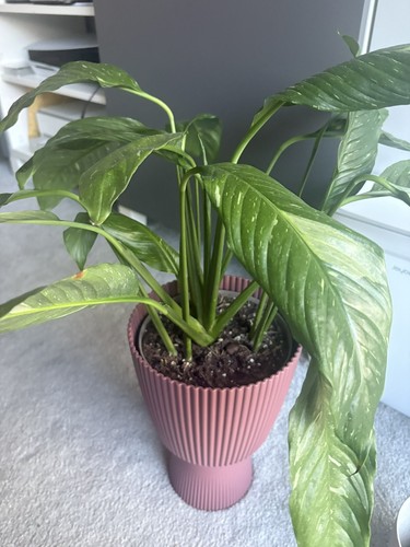 Peace lily variegated large - peace,