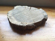OAK WOOD TREE  COOKIE SLAB