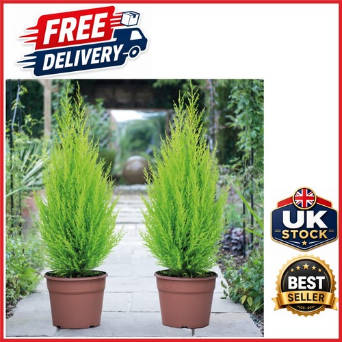 Outdoor cupressus goldcrest - outdoor,