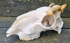 Deformed  Sheep Skull