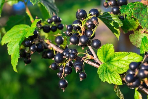 Blackcurrant plug plants - 2x,