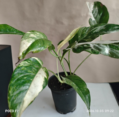 Epipremnum pinnatum albo - epipremnum,