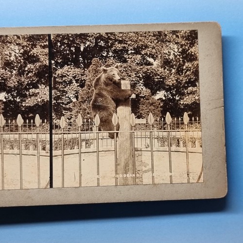 London zoo stereoview - stereoview, c1895