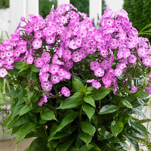Phlox famous light - light,