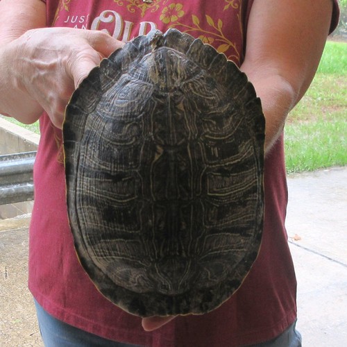 Red eared slider turtle - slider, shell