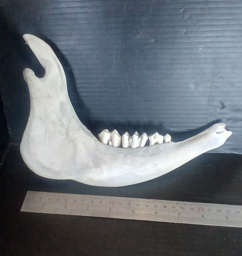 Cow lower jaw bone - , naturally