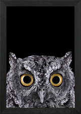wild OWL face poster Framed