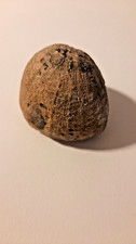 Flint Echinoid Fossil