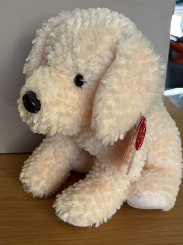Keel cream labrador - , puppy
