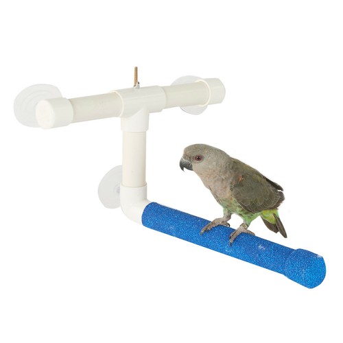 Rainforest parrot bird window - parrot,