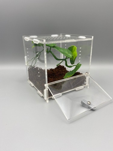 Mantis den acrylic spider - mantis,