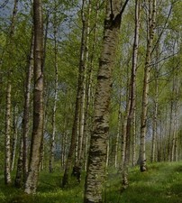 1x Downy Birch 2-3ft 2 Years