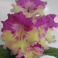 Streptocarpus Nina-Plug Plant