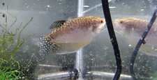 5.5 Inch Adult Male Gold