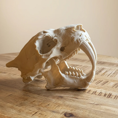 Sabre tooth tiger skull - sabre,