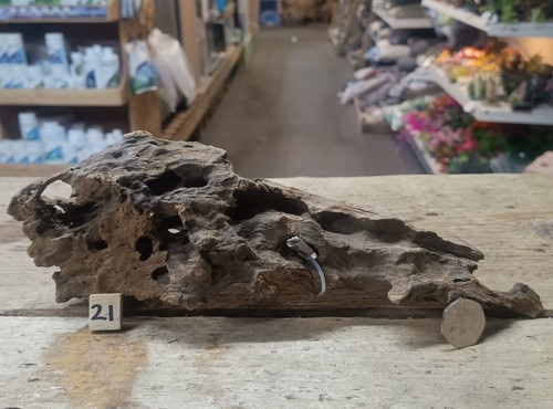 Dragon wood natural aquarium - dragon,