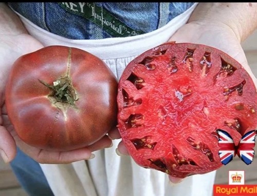 Tomato seeds purple - tomato, “purple
