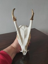 Muntjac Buck Deer Skull