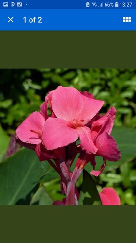 Canna pink plant - 2,