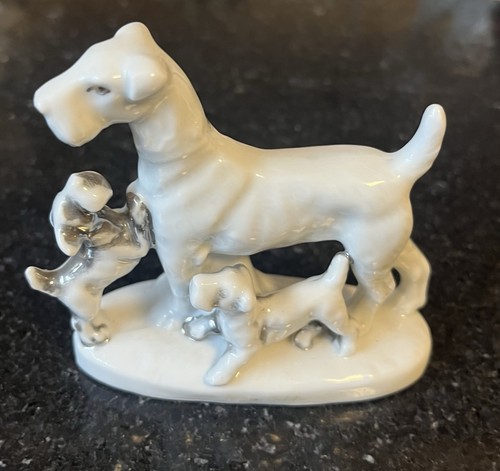 Wire fox terrier - wire,