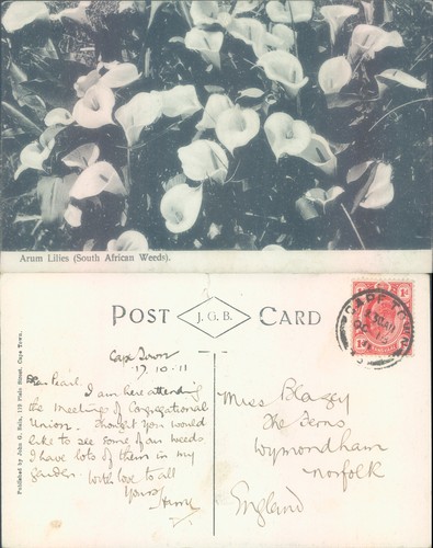 Arum lilies john bain - arum, g
