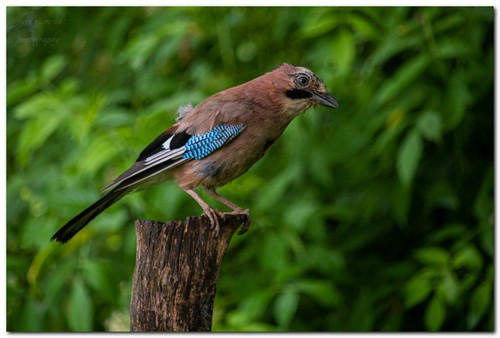 Jay bird wildlife - wildlife, --