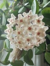 Hoya Chouke Rooted House Plant