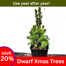 Dwarf christmas tree potted plants will live for many xmas's plants pots