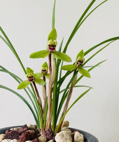 Rare cymbidium goeringii red - rare,