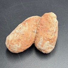 Rare fossil crocodile egg – Crocodilienovum boxowillanum – Eocene France