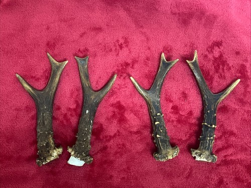 Pairs roe deer - roe,